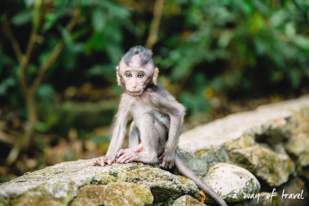 Ubud Bali foret singes monkey forest quoi faire idée touristique 5