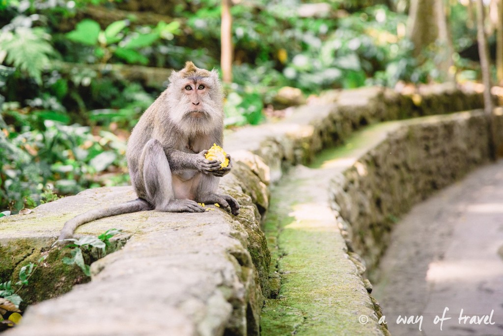 Ubud Bali foret singes monkey forest quoi faire idée touristique 6