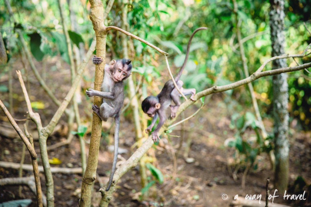 Ubud Bali foret singes monkey forest quoi faire idée touristique 8
