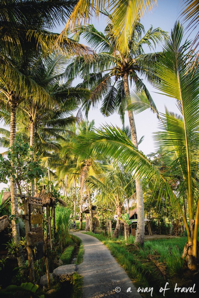 visit Ubud Indonesia Bali quoi faire rizière chemin Tjampuhan palmiers