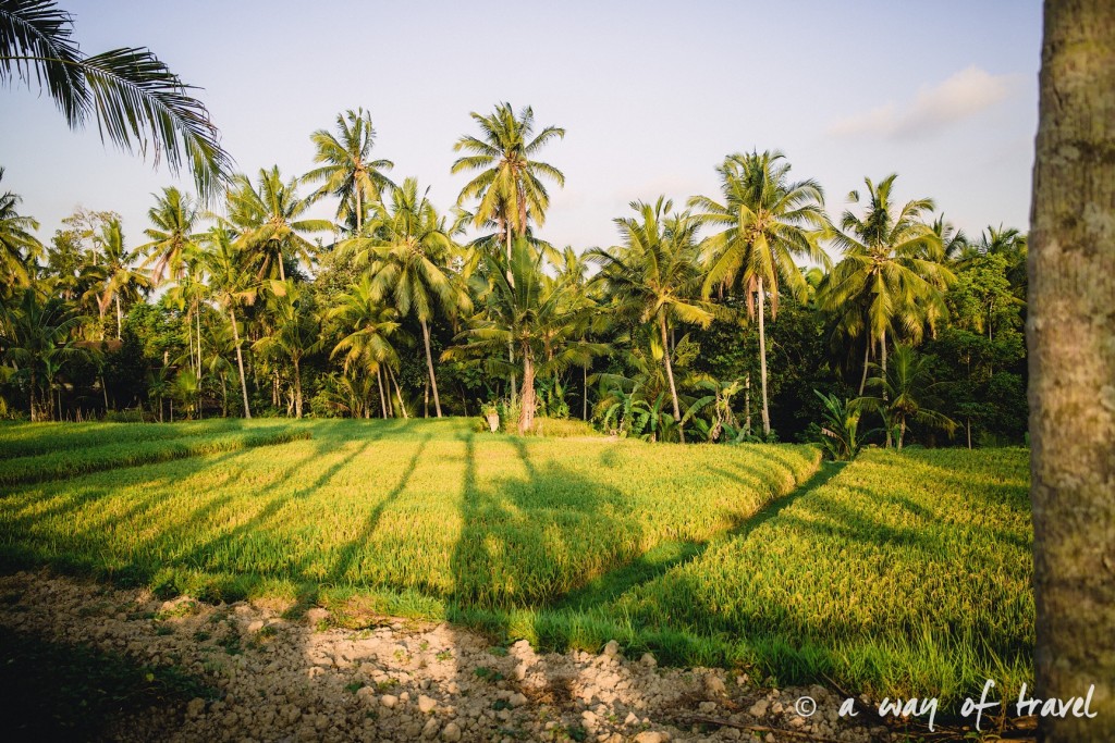 visit Ubud Indonesia Bali quoi faire rizière palmiers