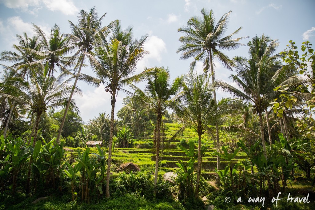 visit Ubud Indonesia Bali quoi faire rizière sana penestanan idée touristique 19