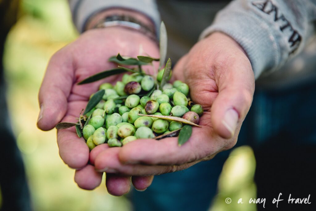 Crête olive huile champs olivier