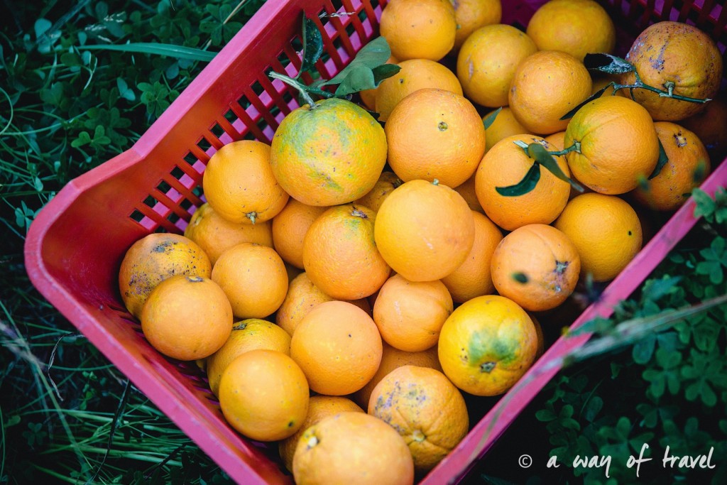 Oranges Crete-158