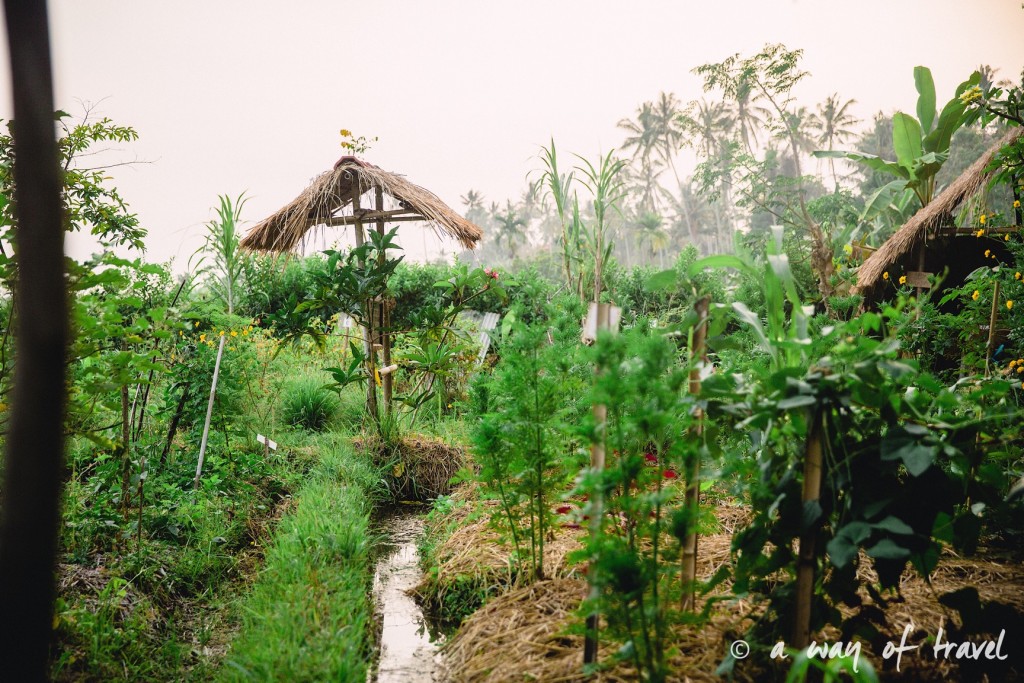 Tirtagangga water palace visit bali indonesia jardin organique potager