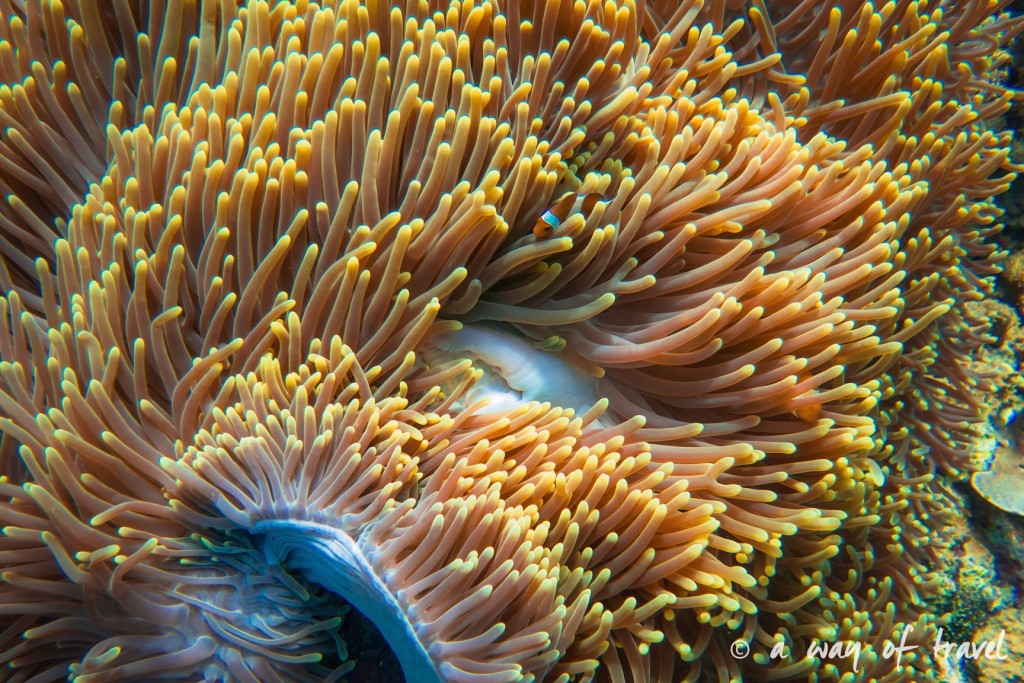 poisson clown anemone lovina permuteran bali visit 5