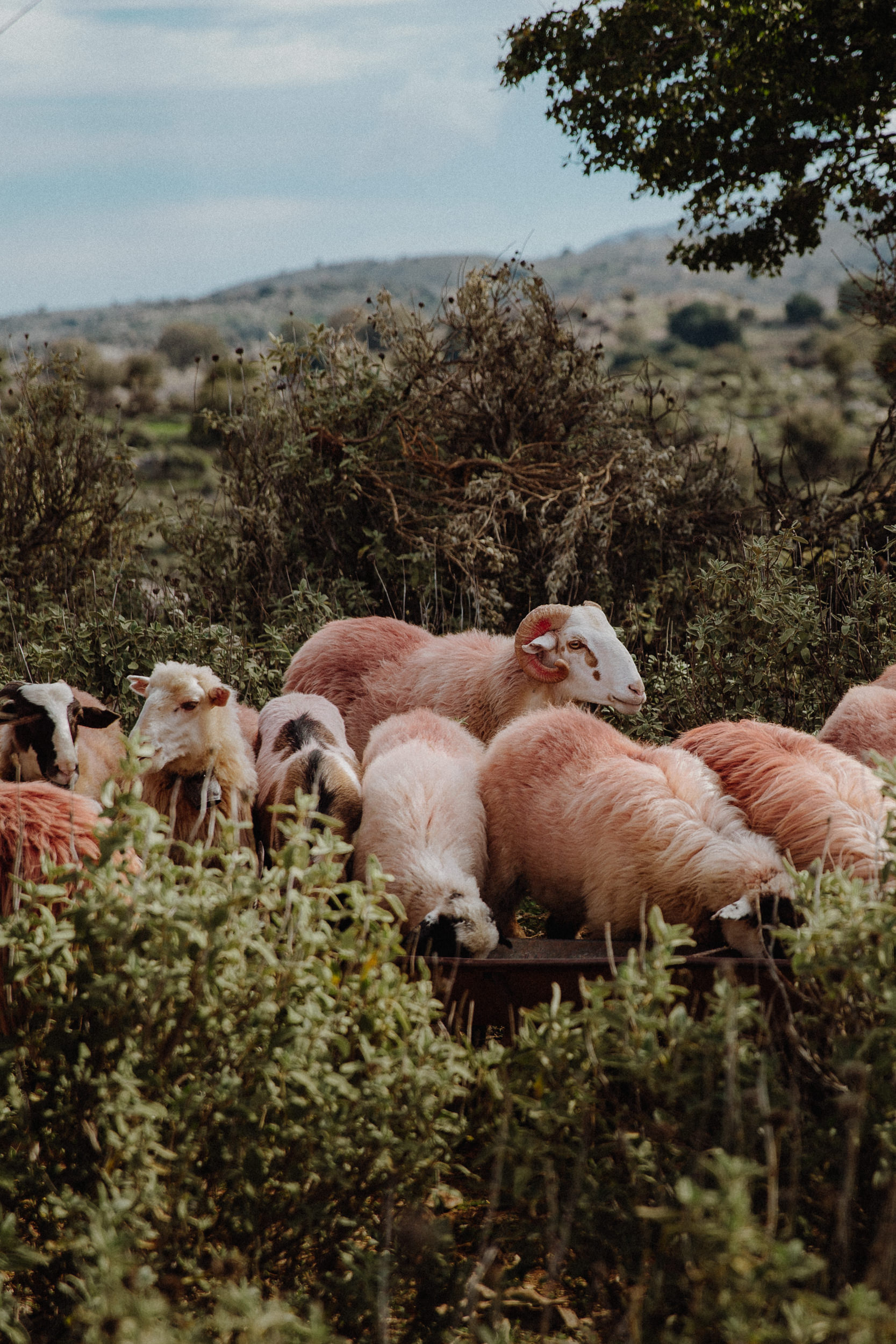 The Shepherd’s Shelter et ses moutons roses