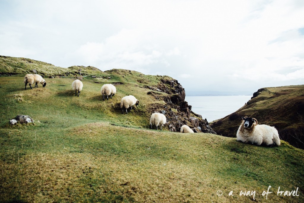 Ecosse visit scotland roadtrip isle skye blog sheeps 14