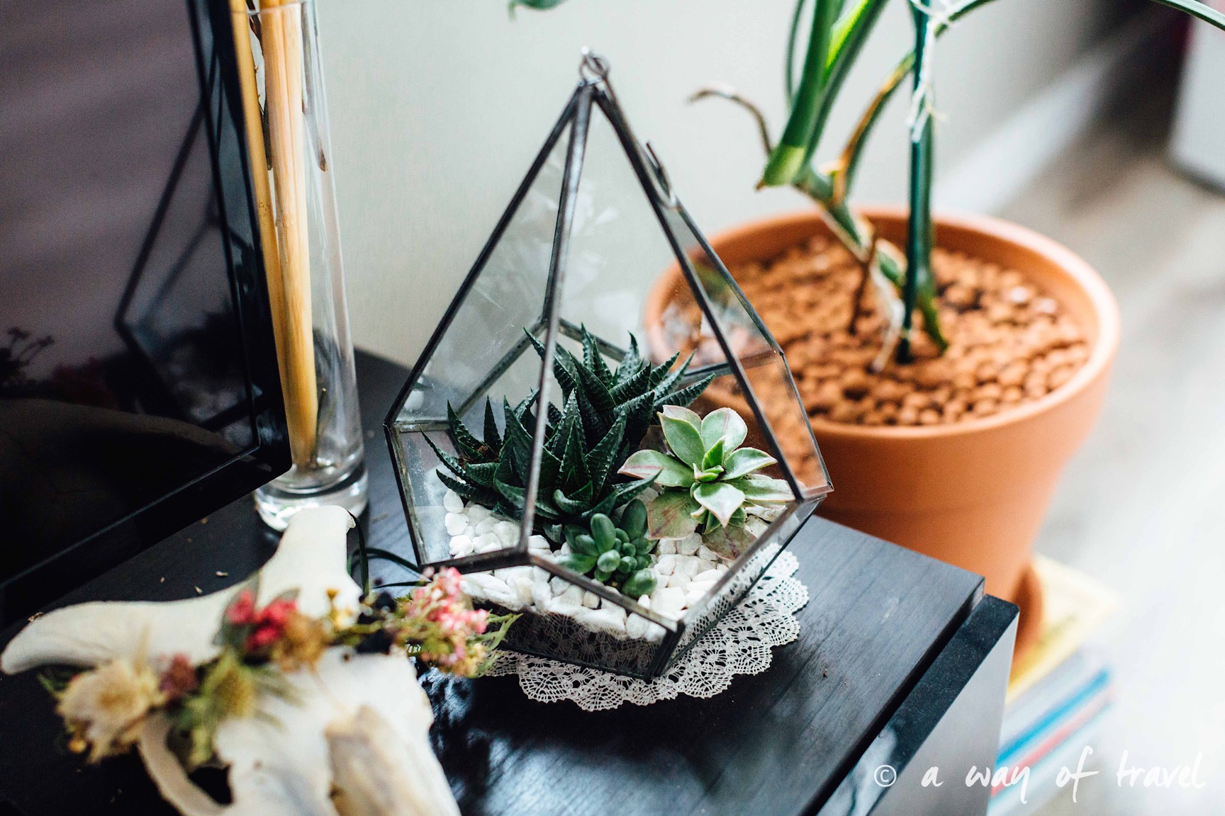 DIY – Terrarium de succulentes