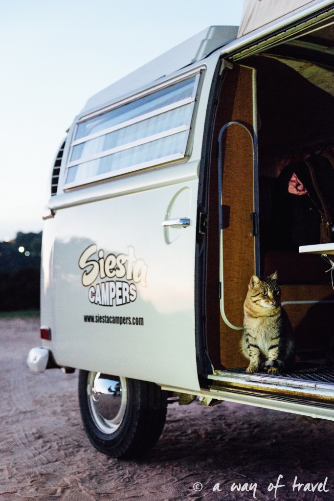 van-roadtrip-camping-camper-cat-chat-combi-38